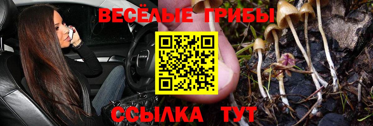 наркота  Псилоцибиновые грибы GOLDEN TEACHER  Вход с VPN  Галлюциногенные грибы GOLDEN TEACHER  Москва 